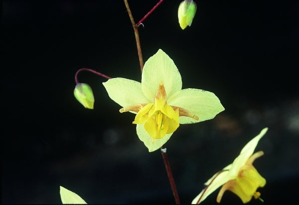 Image of Epimedium x versicolor 'Neosulphureum'taken at Probst Gdn, MA by D. Probst