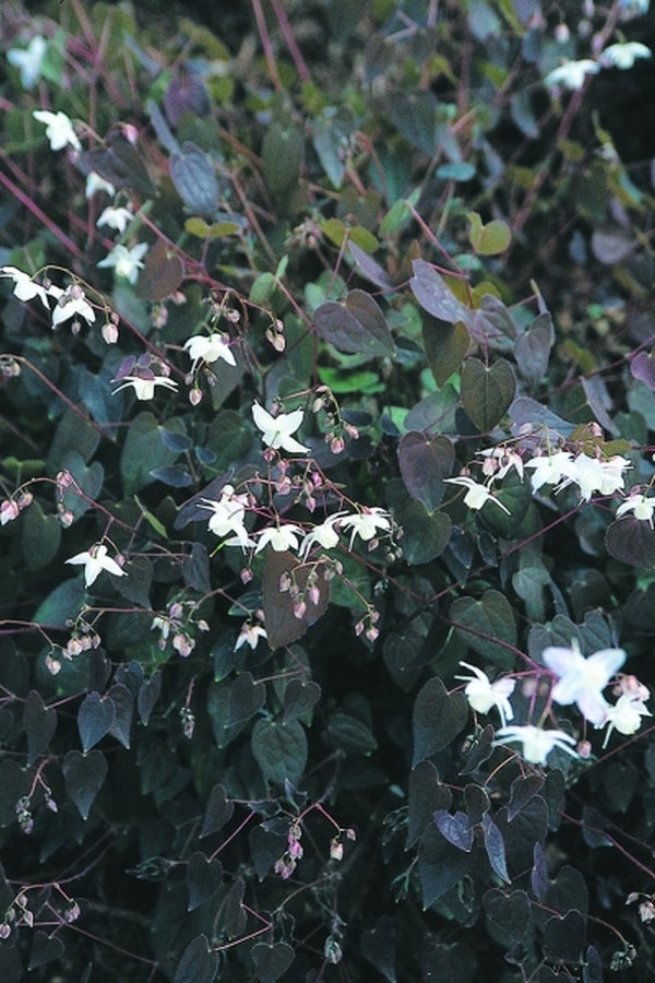 Image of Epimedium x youngianum 'Purple Heart'|Juniper Level Botanic Gdn, NC|JLBG
