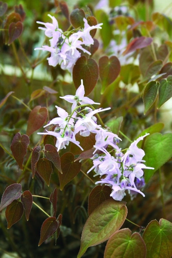 Image of Epimedium x youngianum 'Royal Flush'|Juniper Level Botanic Gdn, NC|JLBG