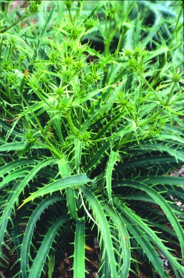 Image of Eryngium sp. 'La Canada'|Juniper Level Botanic Gdn, NC|JLBG