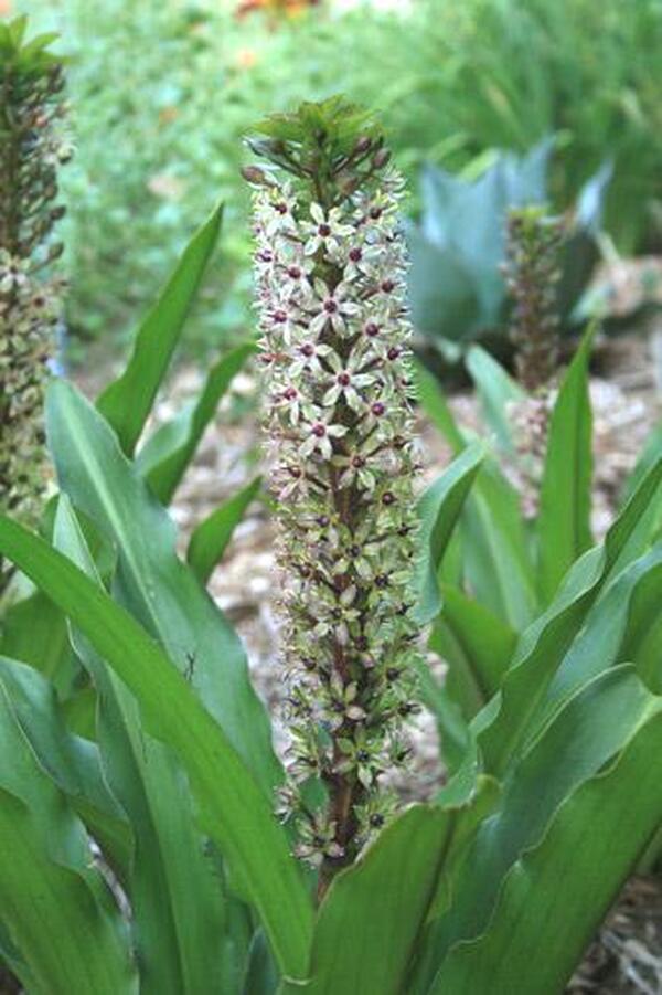Image of Eucomis 'Tugela Ruby'|Juniper Level Botanic Gdn, NC|JLBG