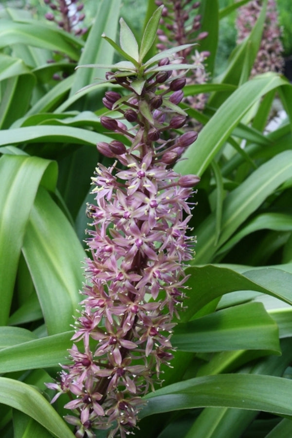Image of Eucomis 'Twinkle Stars' PP 20,350|Juniper Level Botanic Gdn, NC|JLBG
