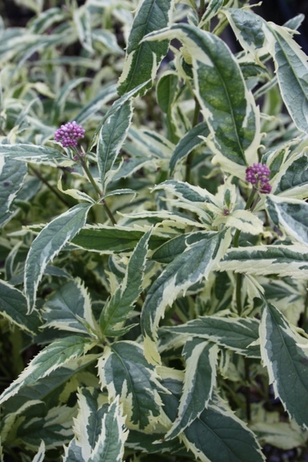 Image of Eupatorium fortunei 'Pink Frost'|Juniper Level Botanic Gdn, NC|JLBG