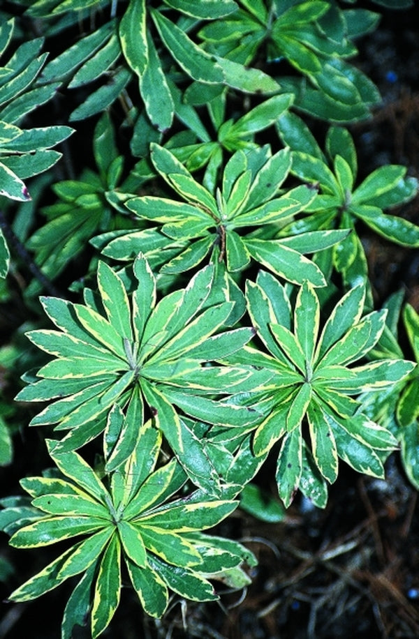 Image of Euphorbia 'Helena's Blush'|Juniper Level Botanic Gdn, NC|JLBG