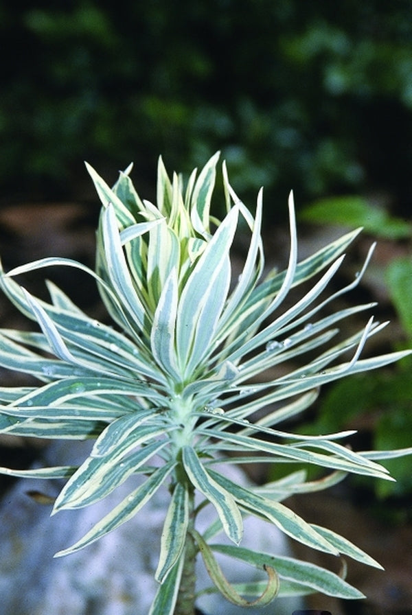 Image of Euphorbia characias 'Tasmanian Tiger' PP 15,715|Juniper Level Botanic Gdn, NC|JLBG