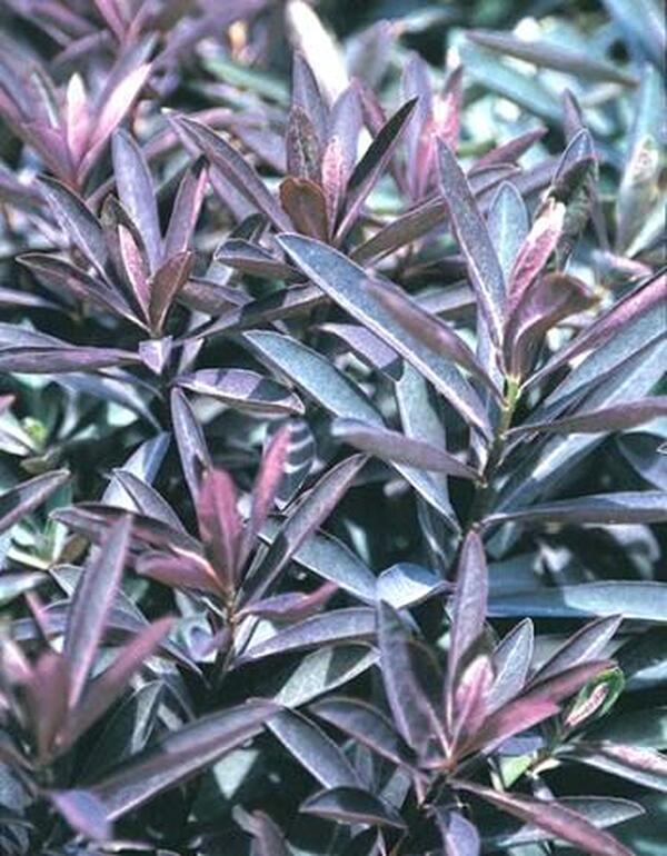 Image of Euphorbia x martinii 'Cherokee'|Juniper Level Botanic Gdn, NC|JLBG
