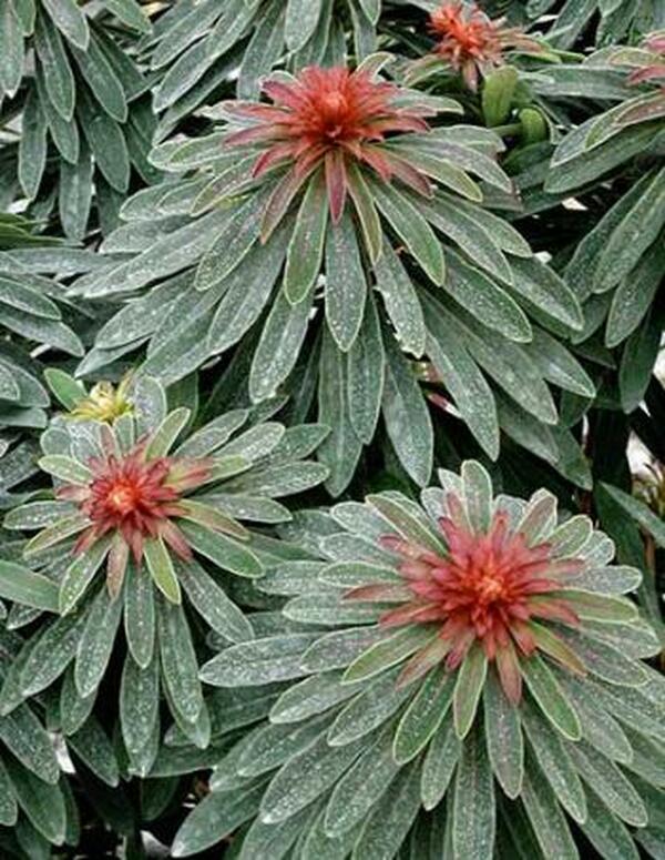 Image of Euphorbia x martinii 'Waleuphrud' PP 17,257|Planthaven, CA|PlantHaven