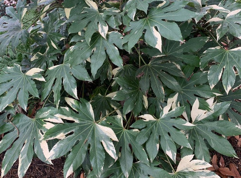 Evergreen Plants in the Garden