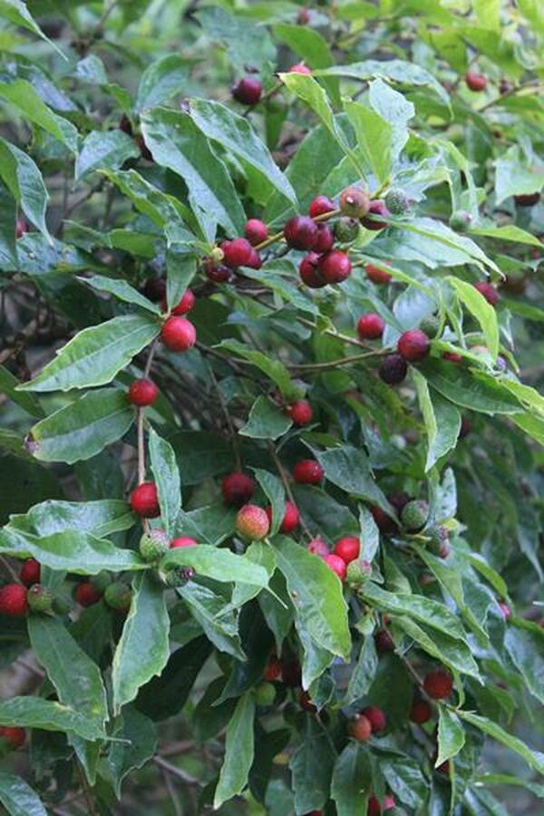 Image of Ficus gasparriniana var. laceratifolia|Juniper Level Botanic Gdn, NC|JLBG