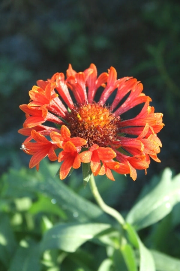 Image of Gaillardia 'Tizzy' PP 19,944|Juniper Level Botanic Gdn, NC|JLBG