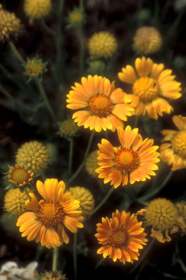 Image of Gaillardia x grandiflora 'Oranges and Lemons' PP 17,092|Lewis Ginter Botanic Gdn, VA|