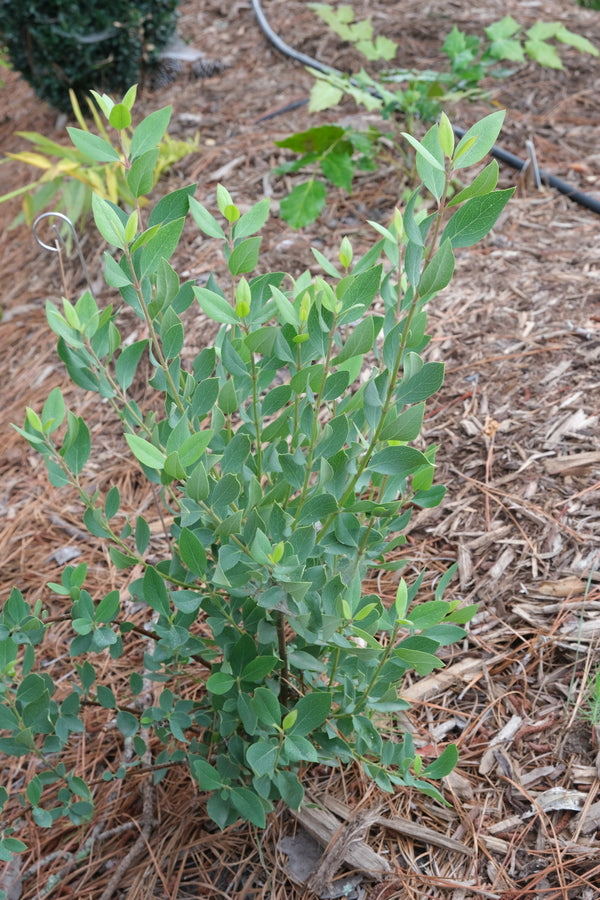 Image of Garrya wrightii 'Catron'|Juniper Level Botanic Gdn, NC|JLBG