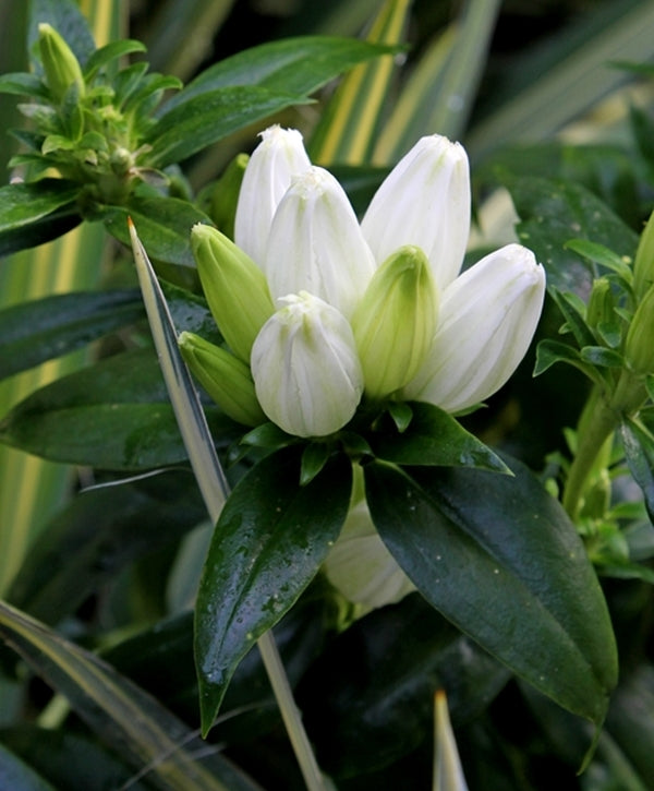 Image of Gentiana andrewsii 'Milk Bottles'