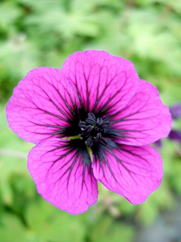 Image of Geranium 'Sandrine' PPAF|Walters Gardens, MI|www.perennialresource.com