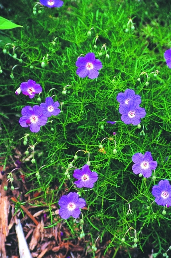 Image of Geranium incanum 'Sugar Plum'|Juniper Level Botanic Gdn, NC|JLBG