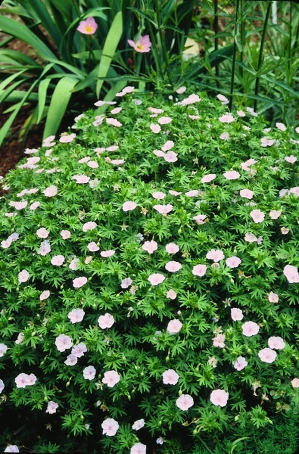 Image of Geranium sanguineum var. striatum|Juniper Level Botanic Gdn, NC|JLBG