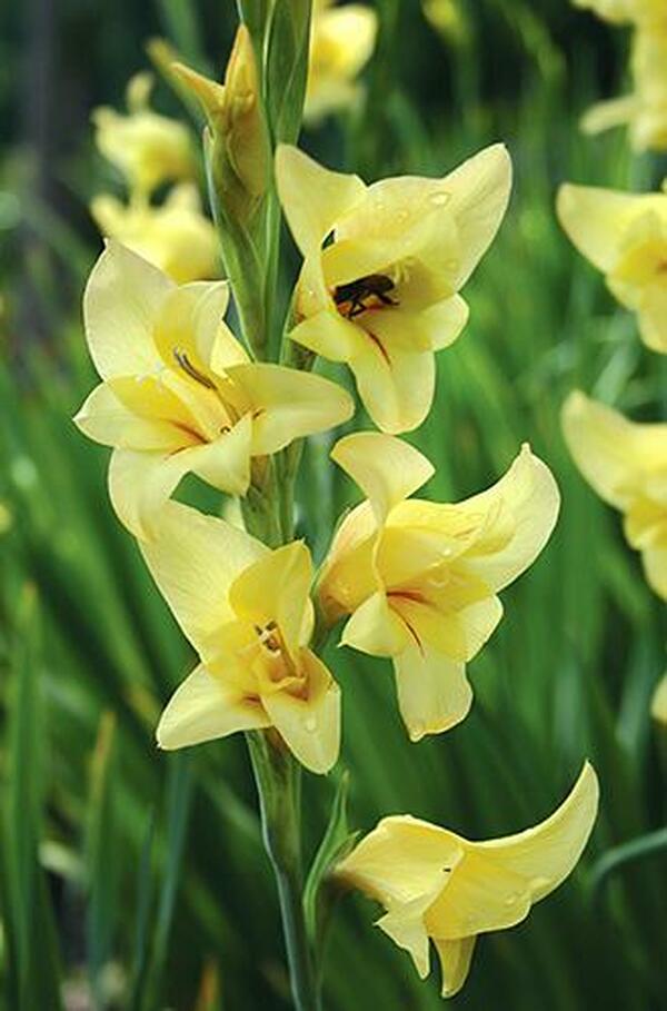 Image of Gladiolus 'Carolina Primrose'|Juniper Level Botanic Gdn, NC|JLBG