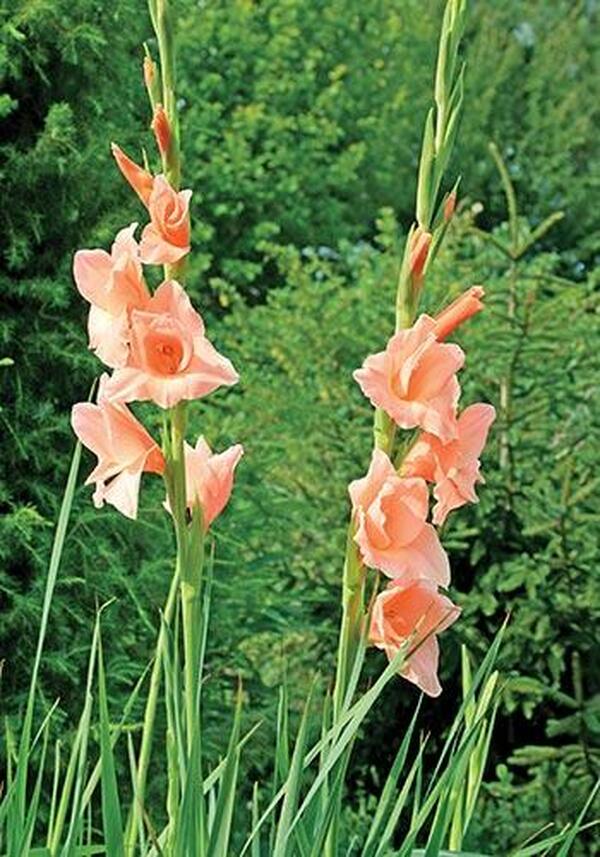 Image of Gladiolus 'Old Fort'|Juniper Level Botanic Gdn, NC|JLBG