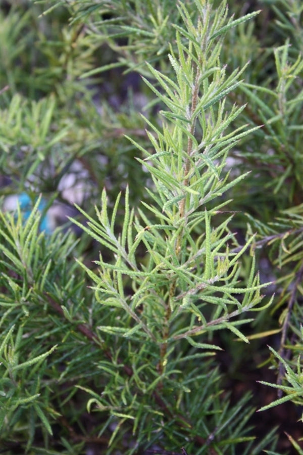 Image of Grevillea 'Canberra Gem'|Juniper Level Botanic Gdn, NC|JLBG