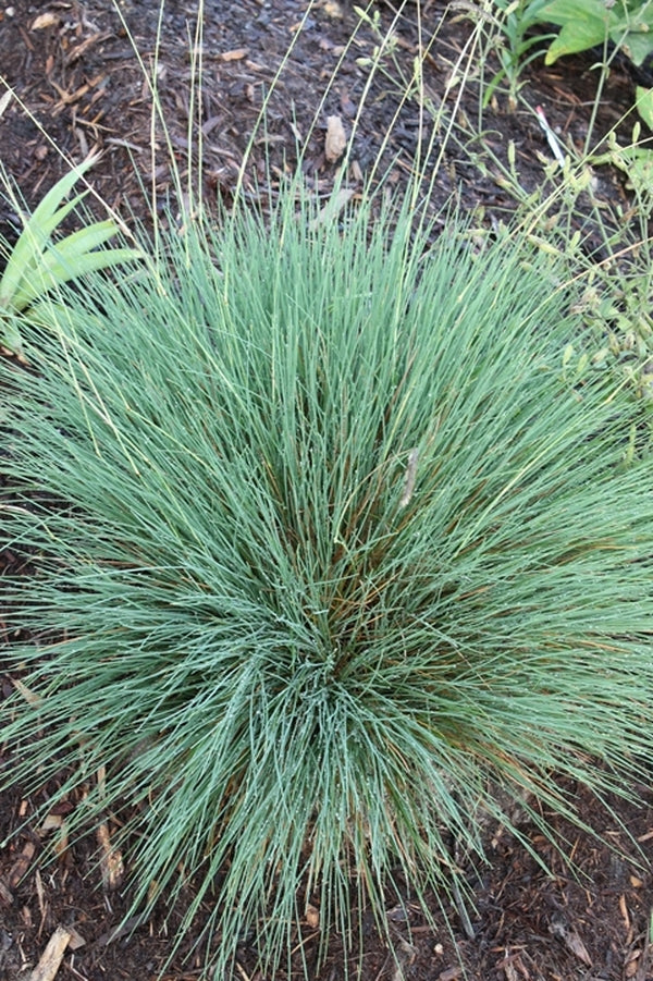 Image of Harpochloa falx|Juniper Level Botanic Gdn, NC|JLBG