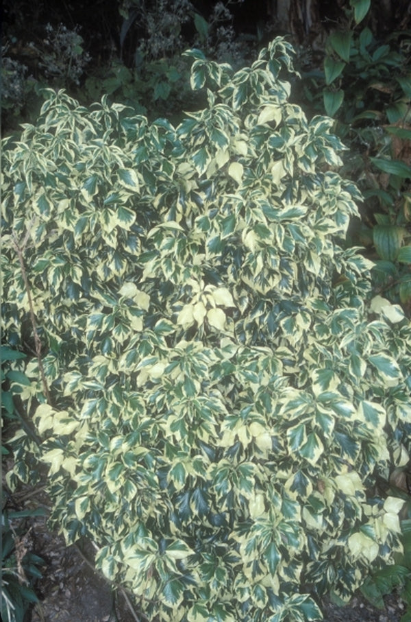 Image of Hedera helix 'Buttermint'|Juniper Level Botanic Gdn, NC|JLBG