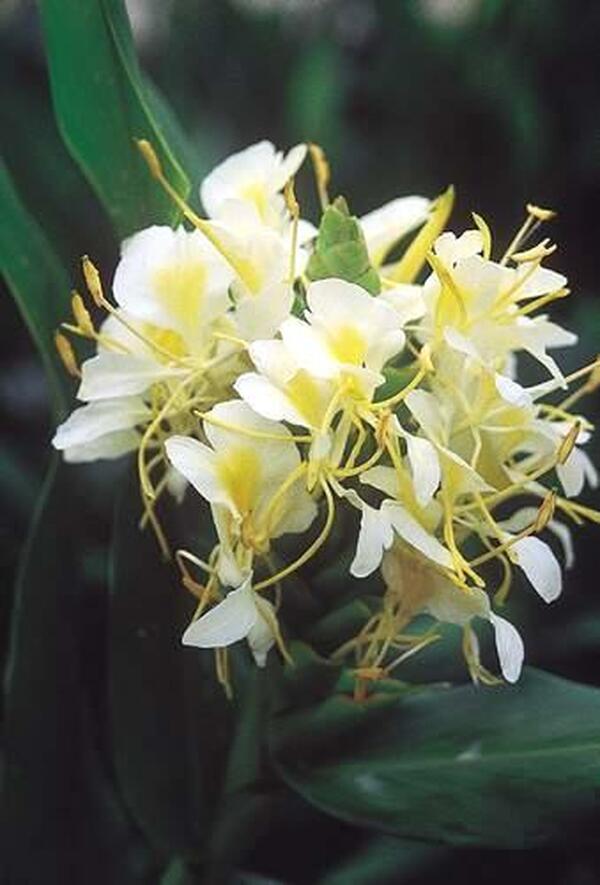 Image of Hedychium 'Moy Giant'|Juniper Level Botanic Gdn, NC|JLBG