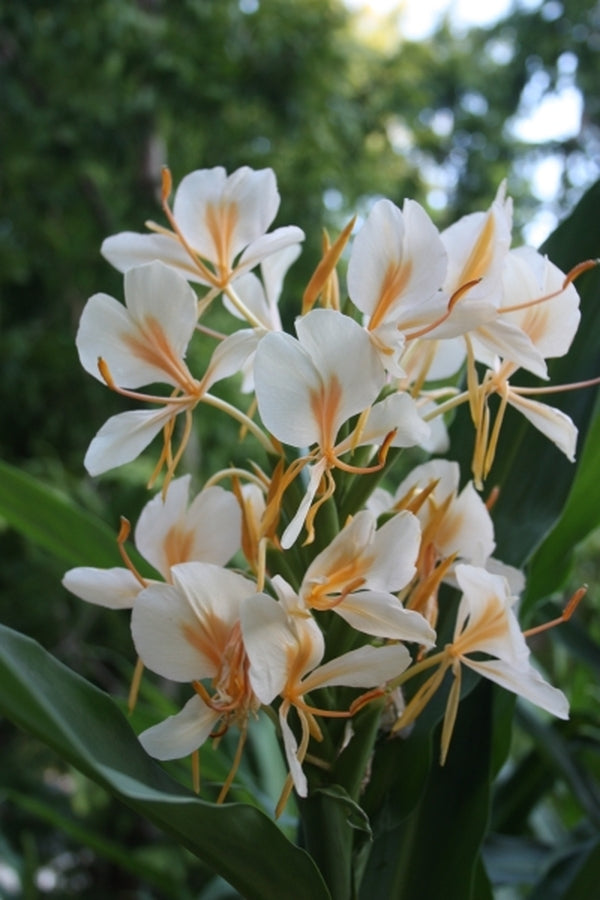 Image of Hedychium 'Pradhanii'|Juniper Level Botanic Gdn, NC|JLBG