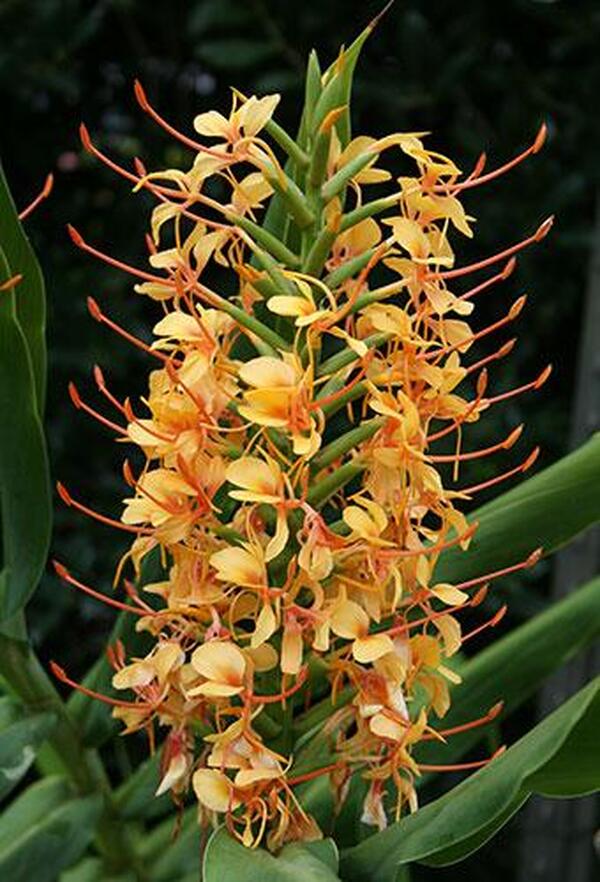 Image of Hedychium 'Tai Golden Goddess'taken at Juniper Level Botanic Gdn, NC by JLBG