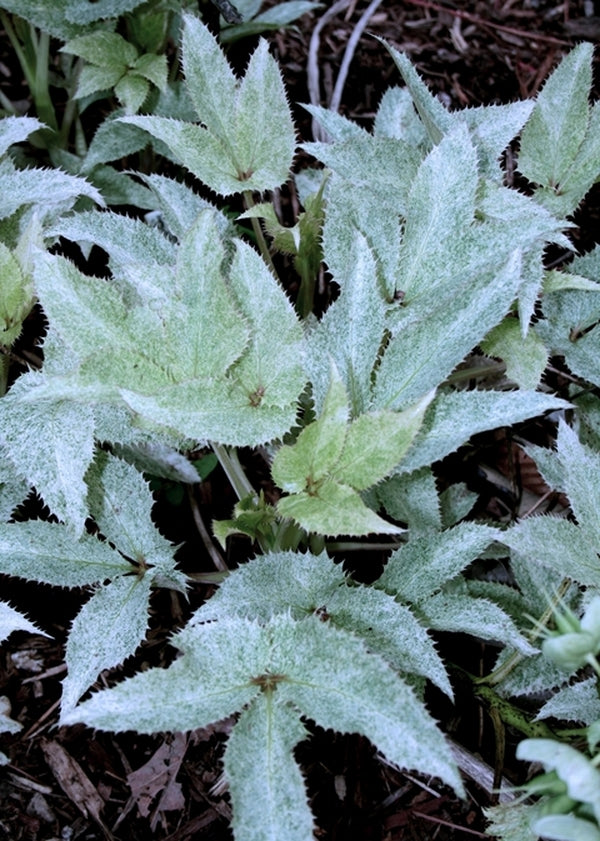 Image of Helleborus argutifolius 'Janet Starnes'||