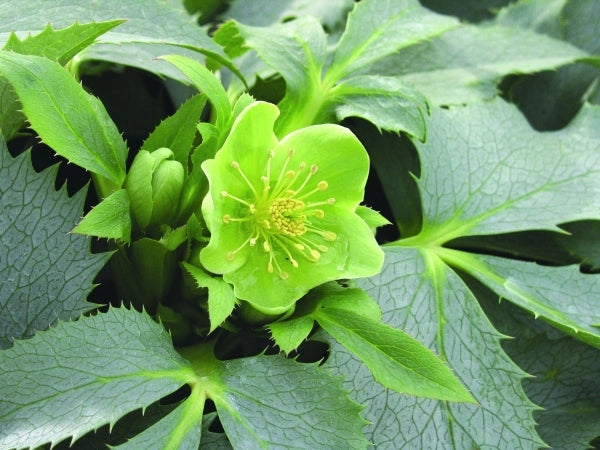 Image of Helleborus argutifolius 'Silver Lace'|Planthaven, CA|Skagit Gardens