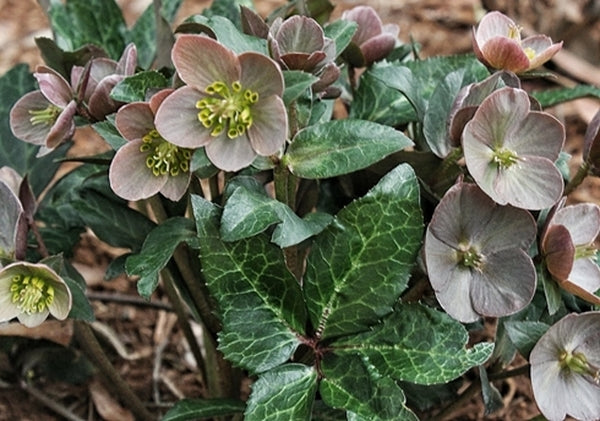 Image of Helleborus x ballardiae 'Merlin' PP 22,350|Juniper Level Botanic Gdn, NC|JLBG