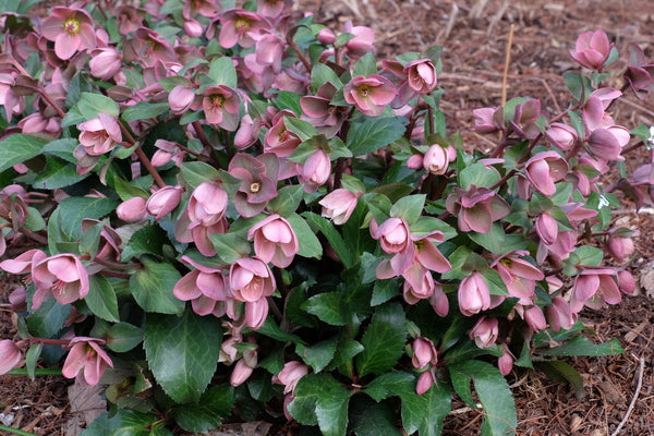 Image of Helleborus x ericsmithii 'Angel Glow' PP 21,093taken at Juniper Level Botanic Gdn, NC