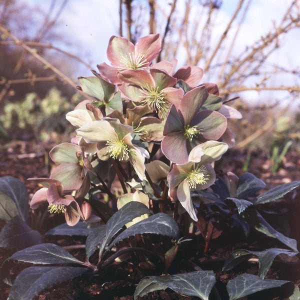 Image of Helleborus x ericsmithii 'Pink Beauty'|Northwest Bulb, OR|R. Heuermann
