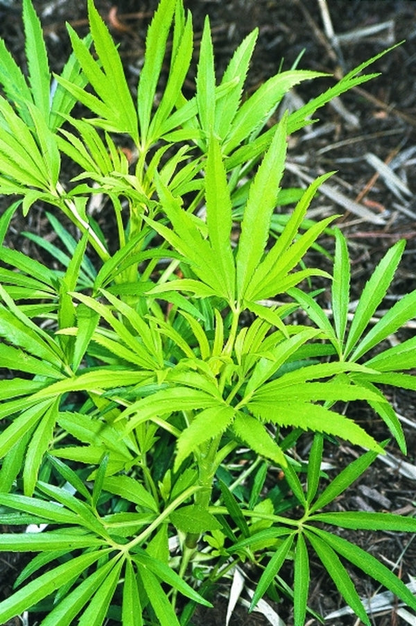 Image of Helleborus foetidus 'Chedglow'|Juniper Level Botanic Gdn, NC|JLBG