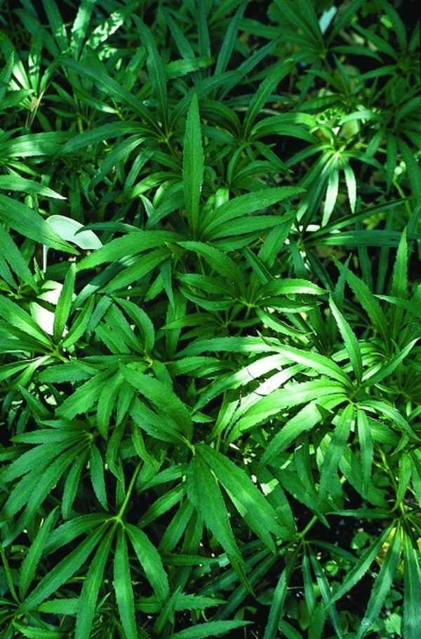 Image of Helleborus foetidus 'Green Giant'|Juniper Level Botanic Gdn, NC|JLBG