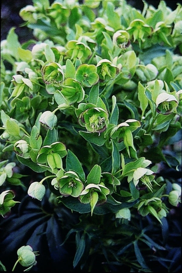Image of Helleborus foetidus 'Sienna'|Juniper Level Botanic Gdn, NC|JLBG