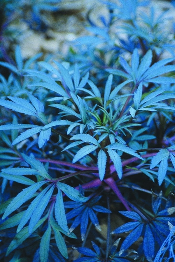 Image of Helleborus foetidus 'Wester Flisk'taken at P. Harper Gdn, VA