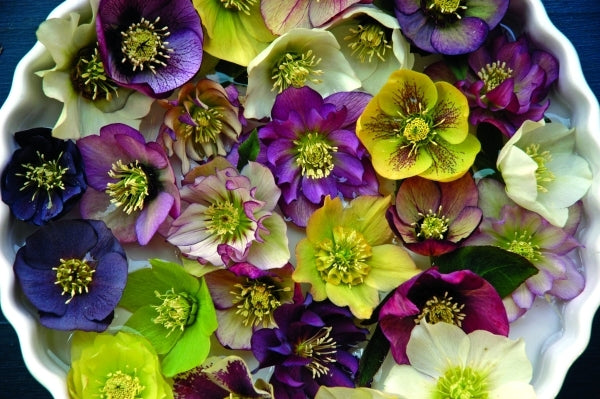 Image of Helleborus x hybridus Brandywine Strain|D. Culp Gdn, PA|D. Culp