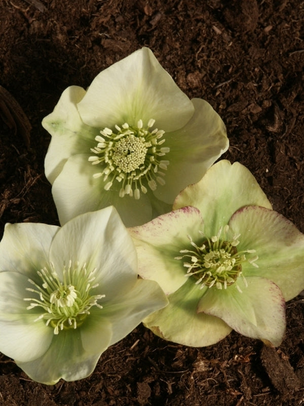 Image of Helleborus x hybridus Heronswood Creamy Yellow Mix|Juniper Level Botanic Gdn, NC|JLBG