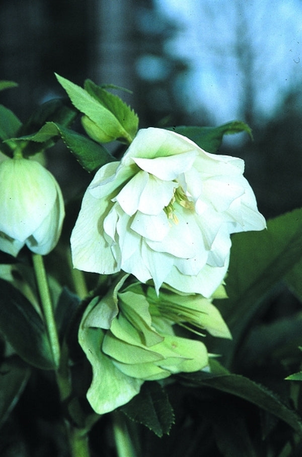 Image of Helleborus x hybridus 'Mrs. Betty Ranicar'|Juniper Level Botanic Gdn, NC|JLBG