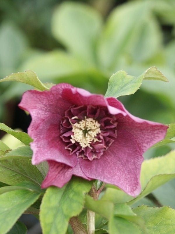 Image of Helleborus x hybridus PDN Anemone Flowers 2 QT|Sauls Road|
