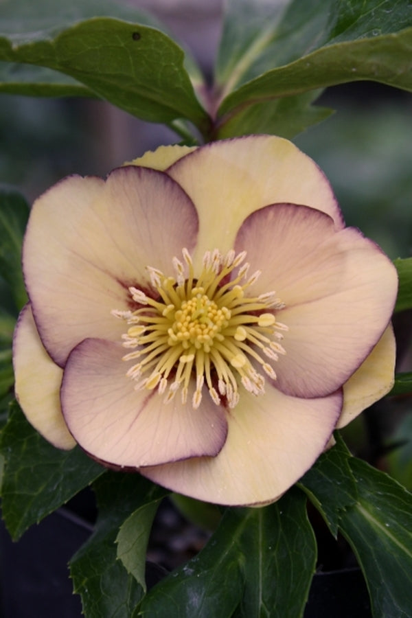 Image of Helleborus x hybridus PDN Peach 2 QT|Juniper Level Botanic Gdn, NC|JLBG
