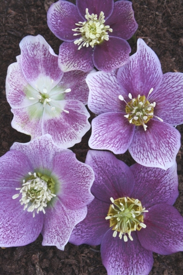 Image of Helleborus x hybridus PDN Pink w/ White Edge 2 QT|Juniper Level Botanic Gdn, NC|JLBG