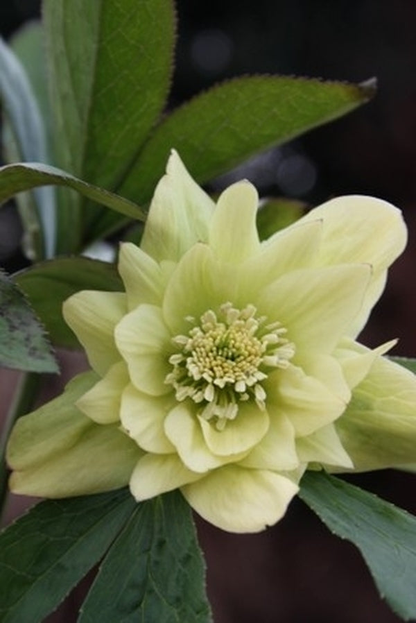 Image of Helleborus x hybridus Winter Delights Double Yellow|Juniper Level Botanic Gdn, NC|JLBG