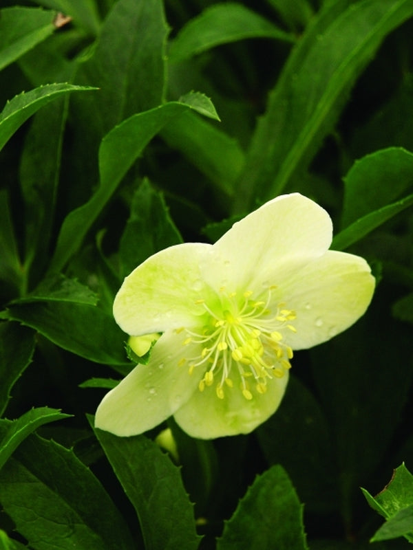 Image of Helleborus x nigercors 'Green Heron'|Juniper Level Botanic Gdn, NC|JLBG