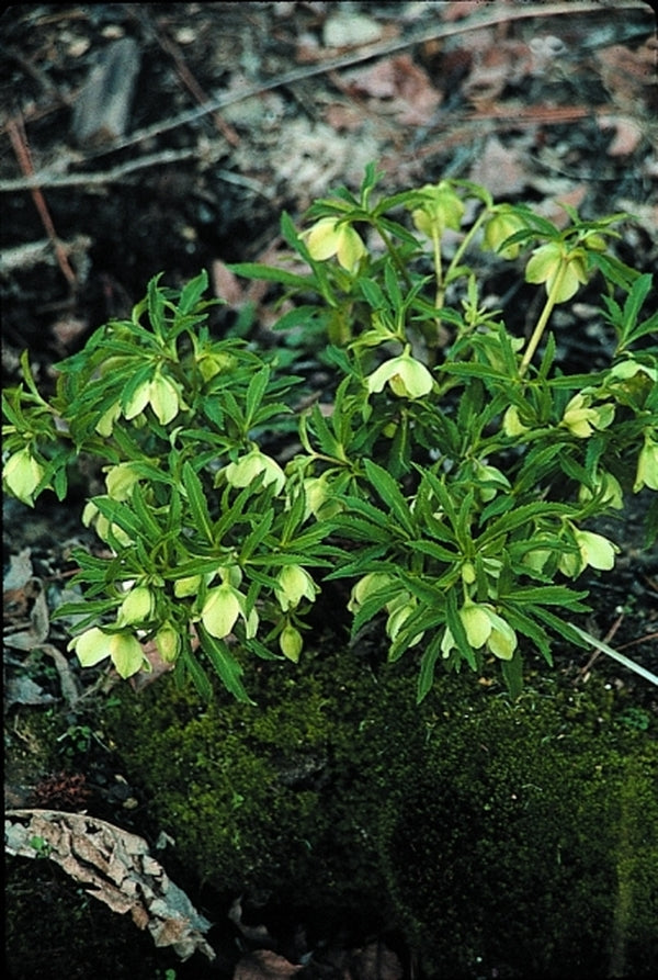 Image of Helleborus viridis|Juniper Level Botanic Gdn, NC|JLBG