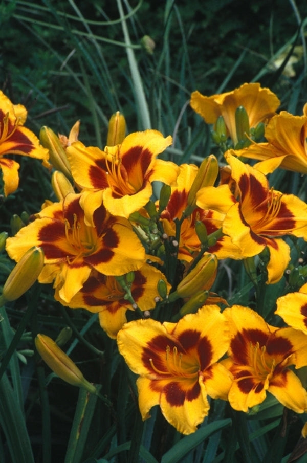 Image of Hemerocallis 'Black Eyed Susan'|Juniper Level Botanic Gdn, NC|JLBG