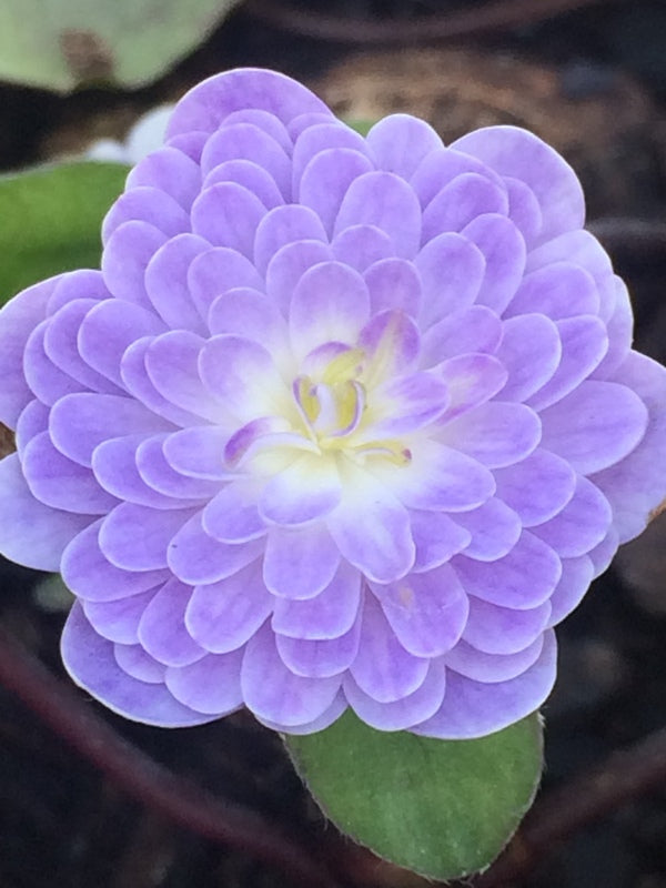 Image of Hepatica asiatica var. japonica Double Purple||C. Hardison