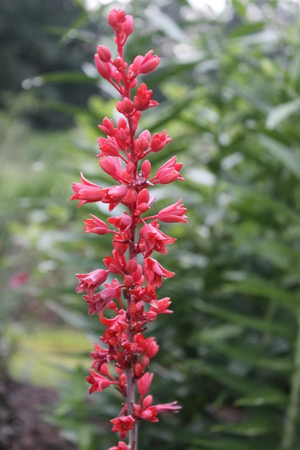Image of Hesperaloe engelmannii 'Perpa' PP 21,729|Juniper Level Botanic Gdn, NC|JLBG