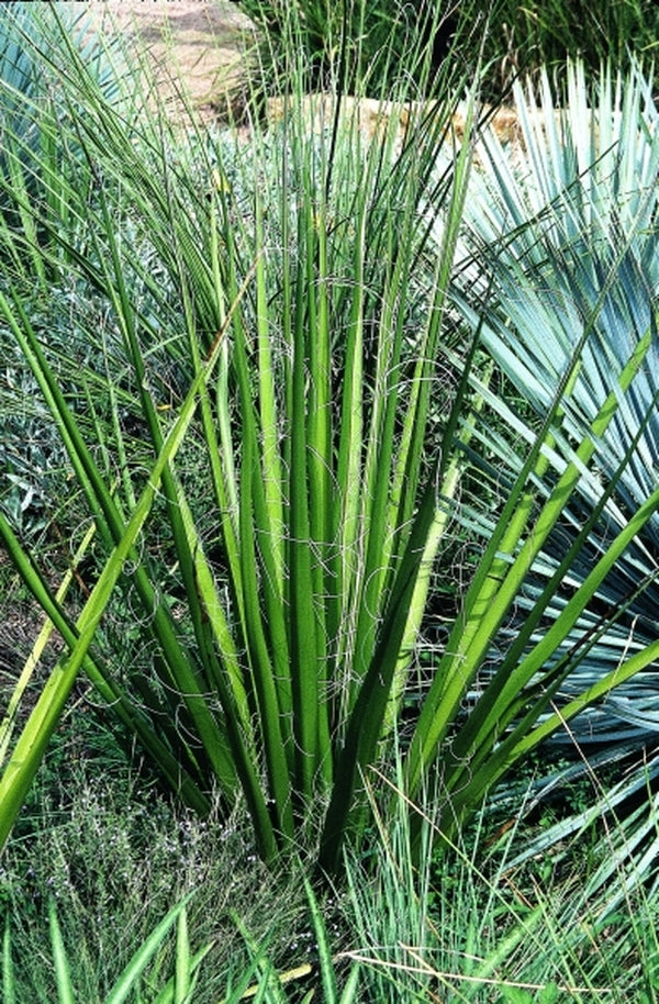 Image of Hesperaloe funifera|LBJ Wildflower Center, TX|